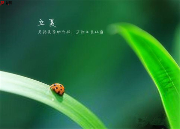 轉(zhuǎn)載網(wǎng)上圖片——立夏